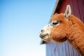 alpaca profile with clear blue sky and barn Royalty Free Stock Photo