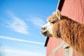 alpaca profile with clear blue sky and barn