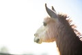 alpaca profile silhouette in bright daylight Royalty Free Stock Photo
