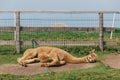 An alpaca resting on top of Monte Baldo Royalty Free Stock Photo