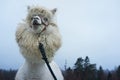 Alpaca in Russia - too far from the homeland