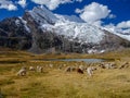 Alpaca`s in the peruvian andes Royalty Free Stock Photo