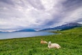 Alpaca of Sailimu lake Xinjiang, China