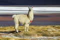 Alpaca in Salar de Uyuni, Bolivia desert