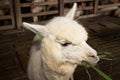 Alpaca sheep in the stall