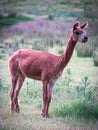 Alpaca with shorn fur standing in a Tasmanian farm