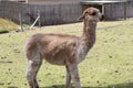 this is a side view of an alpaca