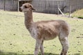 this is a side view of an alpaca