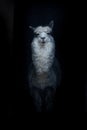 Alpaca South American llama is standing right on a dark background