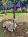 An Alpaca South American Mammal Sitting under Tree