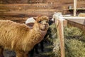 Alpaca in a stable Royalty Free Stock Photo