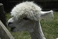 Alpaca talking