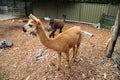 Alpaca @ Tiger Zoo Royalty Free Stock Photo