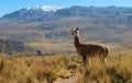 Alpaca on mountain top