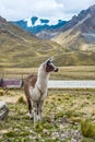 Alpaca in the tourist spot of Sacred Valley