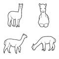 Alpaca Vector Illustration Hand Drawn Animal Cartoon Art