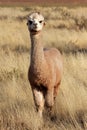 Alpaca (Vicugna pacos) Royalty Free Stock Photo