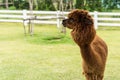 An Alpaca Vicugna pacos