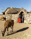 Alpaca, Peruvian Wool, family ranch, Peru Royalty Free Stock Photo