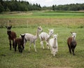 An alpaca Vicugna pacos is a domesticated species of South American camelid.