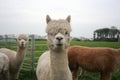 Alpaca