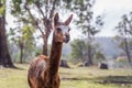 Alpaca Vicugna pacos eating and chewing on a fresh leaf