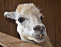 Friendly Alpaca (Vicugna Pacos)