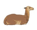 Alpaca (vicuna, llama)