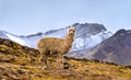 Alpaca at Vinicunca rainbow mountain in Peru