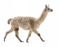An Alpaca Walking on a solid white empty space, towards the camera, isolated Royalty Free Stock Photo