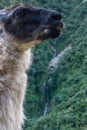 Alpaca in the wild forest of the Inca Trail to Machu Picchu. Royalty Free Stock Photo