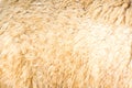 alpaca wool background Royalty Free Stock Photo