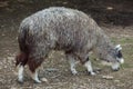 Alpaca (Vicugna pacos).