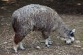 Alpaca (Vicugna pacos).