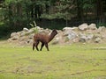The alpaca in a zoo