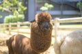 Alpaca in zoo , animal origin on the level heights of the Andes of southern Peru