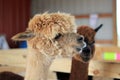 Alpacas