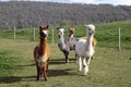 Alpacas Royalty Free Stock Photo