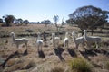 Alpacas