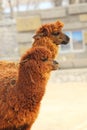 Alpacas