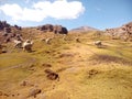 Alpacas en el campo