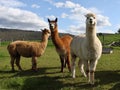 Alpacas and farm Royalty Free Stock Photo