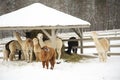 Alpacas in a farm of Europe