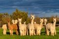 Alpacas on a farm in Oregon