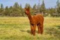 Alpacas on a farm in Oregon Royalty Free Stock Photo