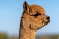 Alpacas on a farm in Oregon Royalty Free Stock Photo