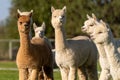 Alpacas on a farm in Oregon