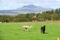 Alpacas in field on Scottish island