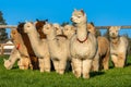 Alpacas in a field in Central Oregon Royalty Free Stock Photo