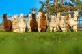 Alpacas in a field in Central Oregon Royalty Free Stock Photo